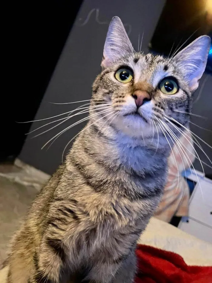 Gato ra a SRD-ViraLata idade 2 a 6 meses nome John bb5meses 