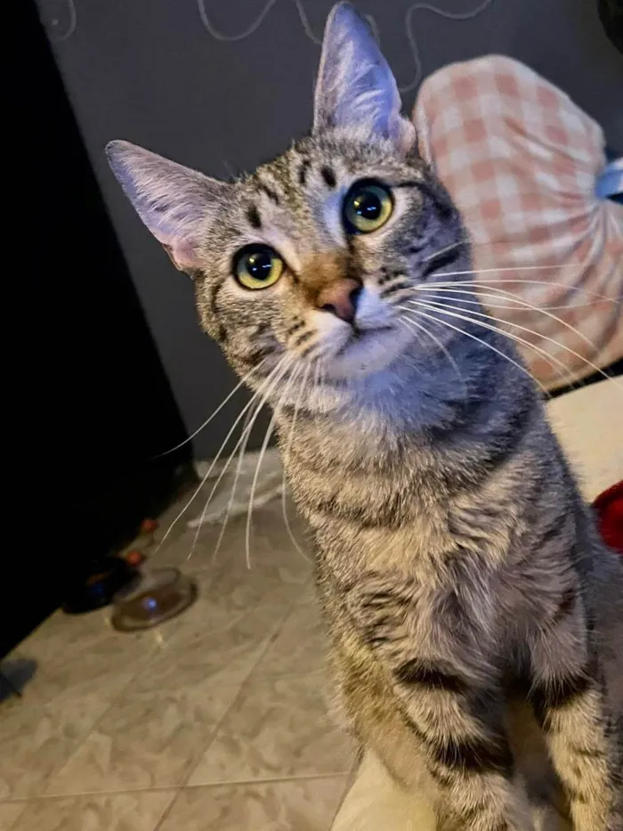 Gato ra a SRD-ViraLata idade 2 a 6 meses nome John bb5meses 