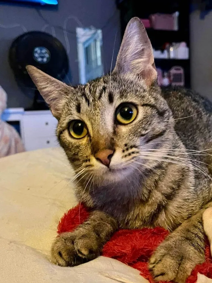 Gato ra a SRD-ViraLata idade 2 a 6 meses nome John bb5meses 