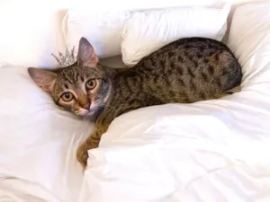 Gato raça SRD-ViraLata idade 2 a 6 meses nome John bb5meses 