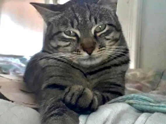 Gato ra a SRD-ViraLata idade 3 anos nome Giorgio 
