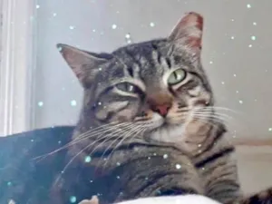 Gato raça SRD-ViraLata idade 3 anos nome Giorgio 