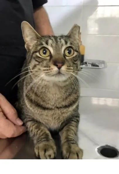 Gato ra a SRD-ViraLata idade 3 anos nome Gucci