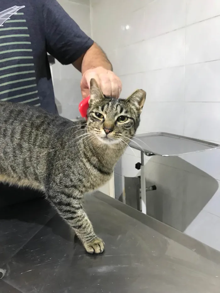 Gato ra a SRD-ViraLata idade 3 anos nome Gucci