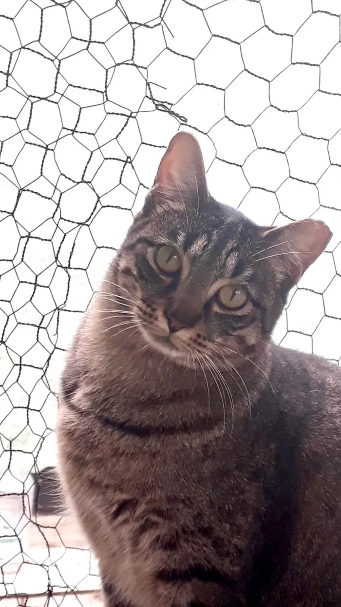 Gato ra a SRD-ViraLata idade 3 anos nome Gucci