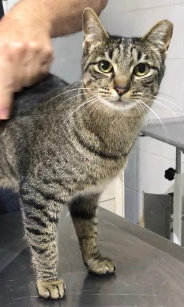 Gato ra a SRD-ViraLata idade 3 anos nome Gucci