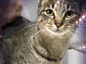 Gato raça SRD-ViraLata idade 3 anos nome Gucci