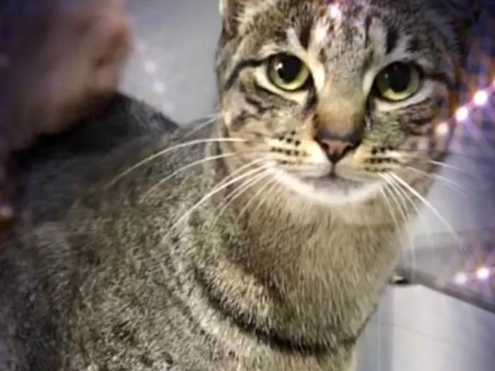 Gato ra a SRD-ViraLata idade 3 anos nome Gucci