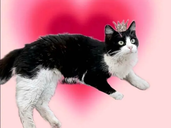 Gato ra a SRD-ViraLata idade 7 a 11 meses nome Cacau 11meses 