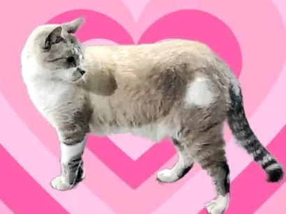 Gato raça SRD-ViraLata idade 1 ano nome Thomas 1aninho 