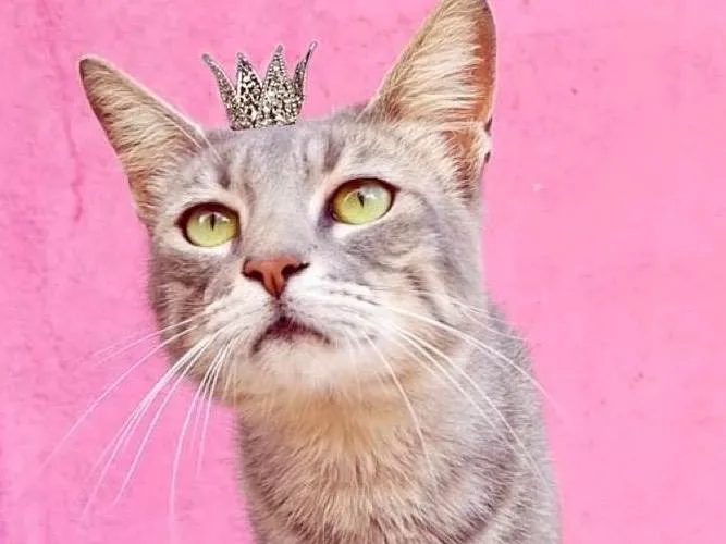 Gato ra a SRD-ViraLata idade 2 a 6 meses nome Yo-Yo bb4meses lindo 