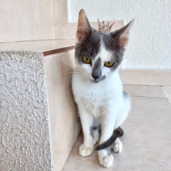 Gato ra a SRD-ViraLata idade 2 a 6 meses nome Misty bb3meses lindíssima 