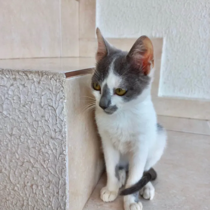 Gato ra a SRD-ViraLata idade 2 a 6 meses nome Misty bb3meses lindíssima 