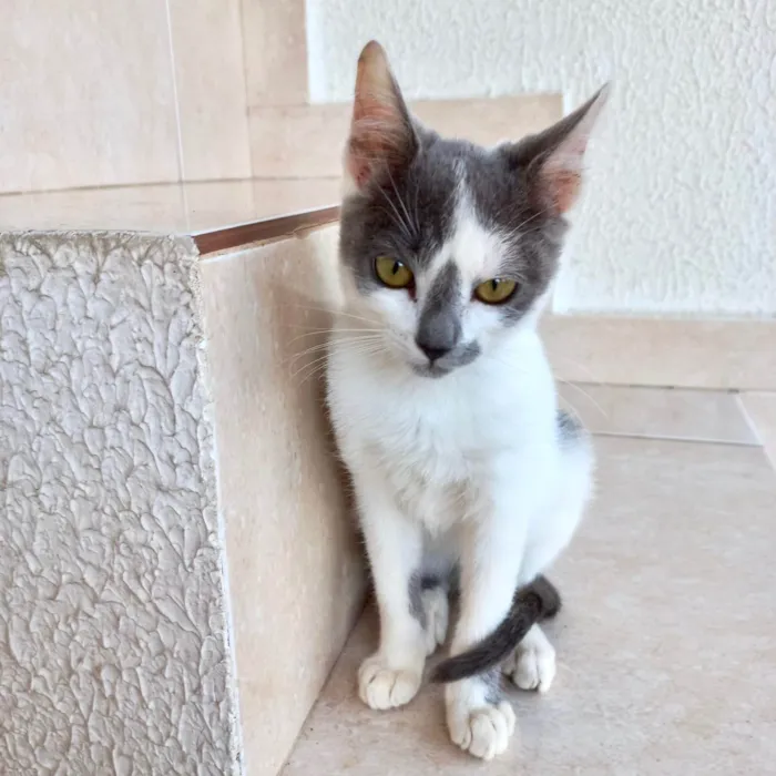 Gato ra a SRD-ViraLata idade 2 a 6 meses nome Misty bb3meses lindíssima 