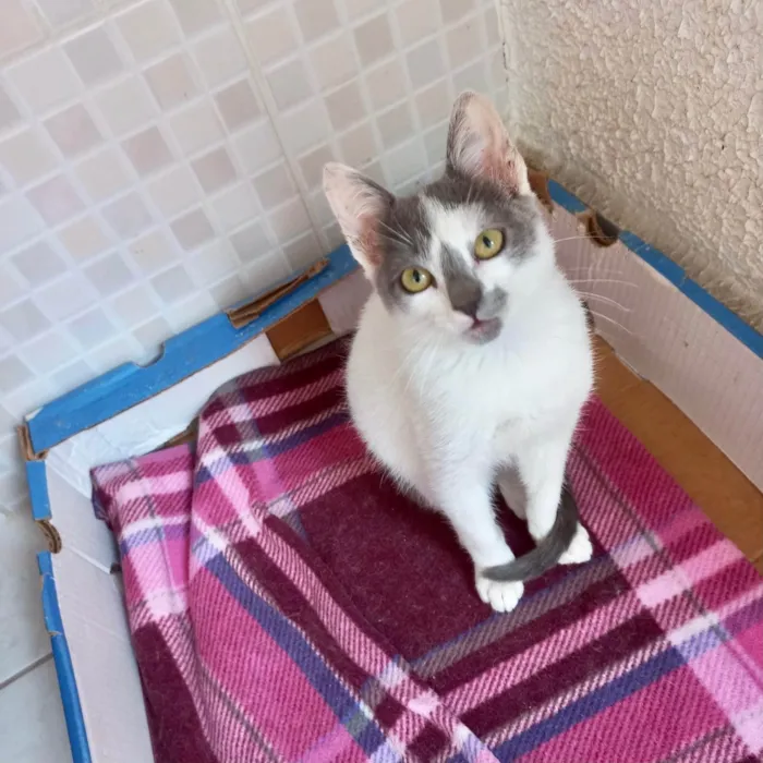 Gato ra a SRD-ViraLata idade 2 a 6 meses nome Misty bb3meses lindíssima 