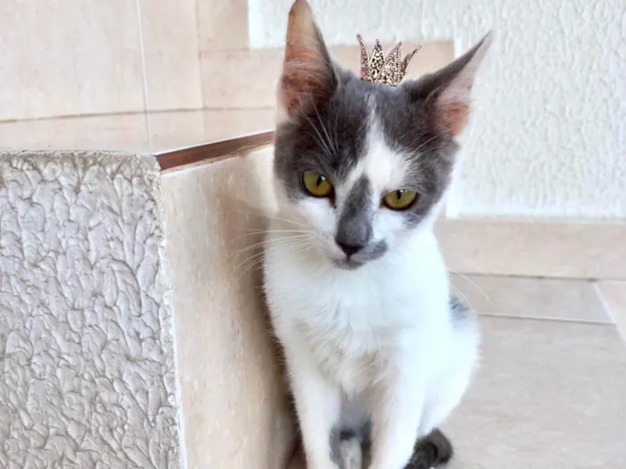 Gato ra a SRD-ViraLata idade 2 a 6 meses nome Misty bb3meses lindíssima 