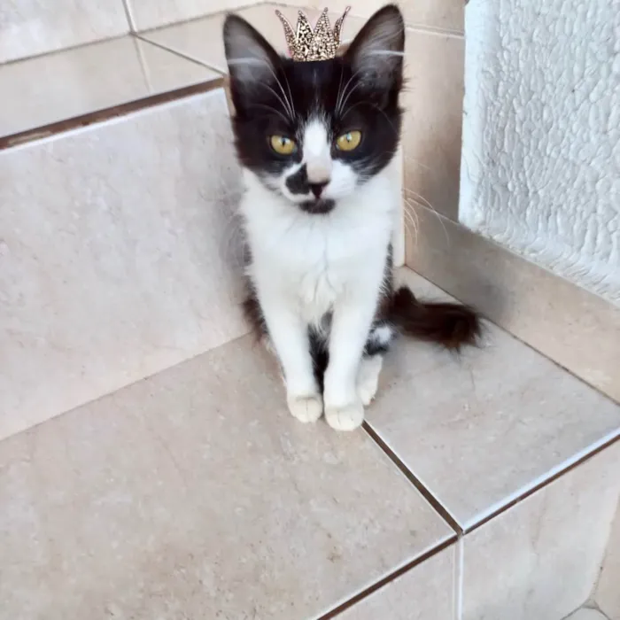 Gato ra a SRD-ViraLata idade 2 a 6 meses nome Nescau bb2meses pelo longo 