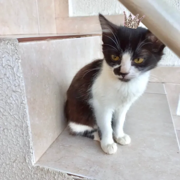 Gato ra a SRD-ViraLata idade 2 a 6 meses nome Nescau bb2meses pelo longo 