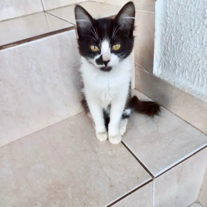 Gato ra a SRD-ViraLata idade 2 a 6 meses nome Nescau bb2meses pelo longo 