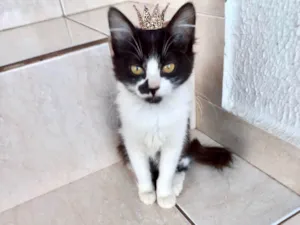 Gato raça SRD-ViraLata idade 2 a 6 meses nome Nescau bb2meses pelo longo 