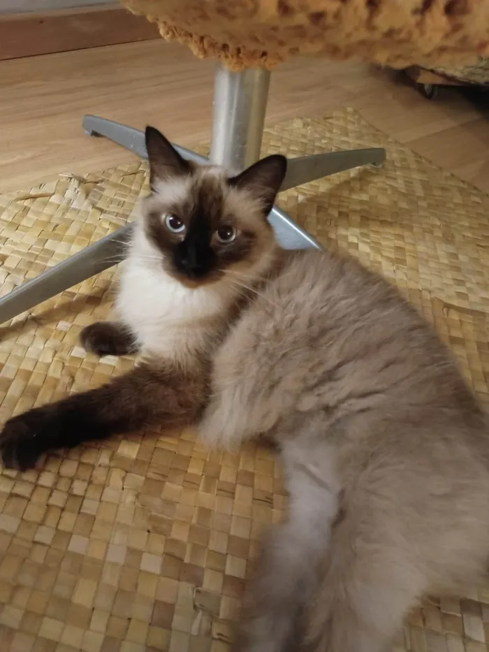 Gato ra a Siamês idade 5 anos nome Estrela