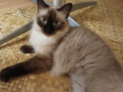 Gato raça Siamês idade 5 anos nome Estrela