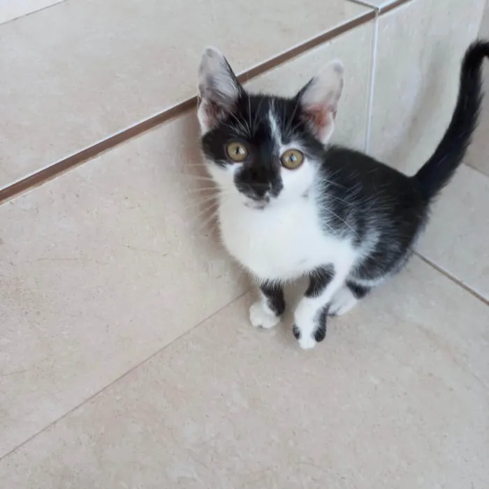 Gato ra a SRD-ViraLata idade 2 a 6 meses nome Mimi bb2meses Linda 