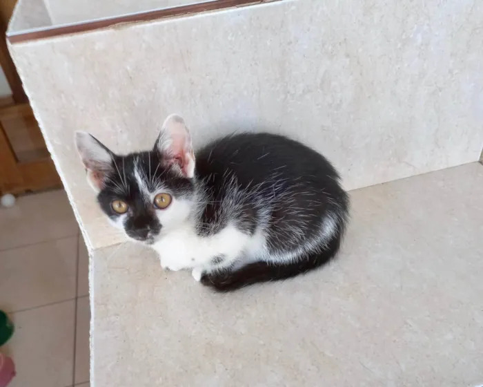 Gato ra a SRD-ViraLata idade 2 a 6 meses nome Mimi bb2meses Linda 