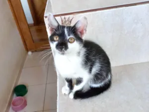 Gato raça SRD-ViraLata idade 2 a 6 meses nome Mimi bb2meses Linda 