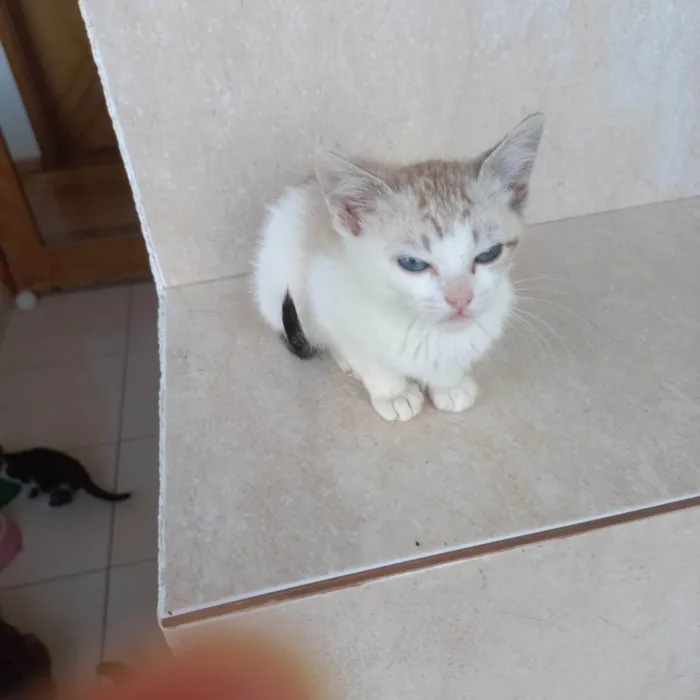 Gato ra a SRD-ViraLata idade 2 a 6 meses nome Miao bb2meses 