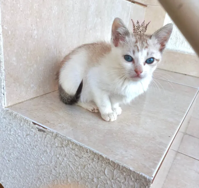 Gato ra a SRD-ViraLata idade 2 a 6 meses nome Miao bb2meses 