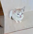 Miao bb2meses 