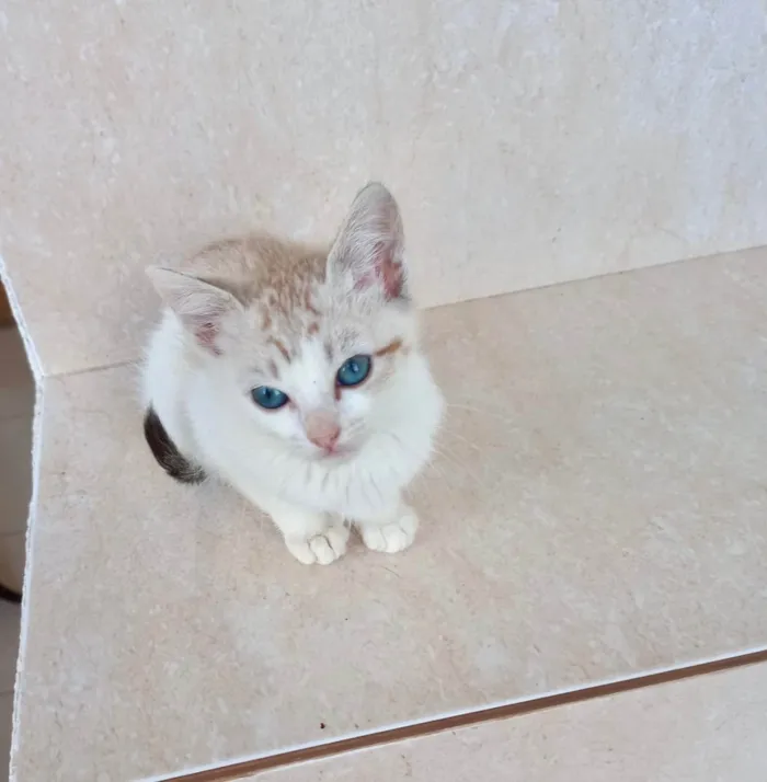 Gato ra a SRD-ViraLata idade 2 a 6 meses nome Miao bb2meses 
