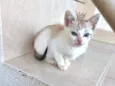 Miao bb2meses 