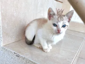 Gato raça SRD-ViraLata idade 2 a 6 meses nome Miao bb2meses 