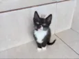 Pompom bb2meses