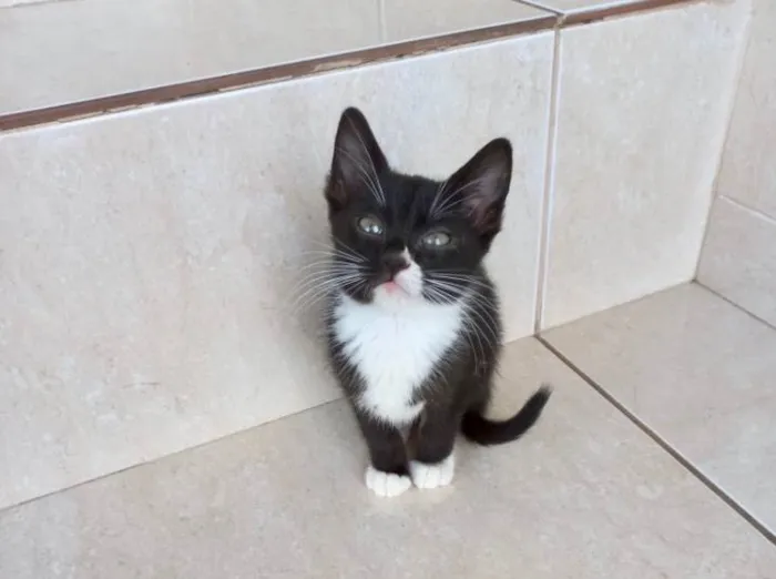 Gato ra a SRD-ViraLata idade 2 a 6 meses nome Pompom bb2meses 