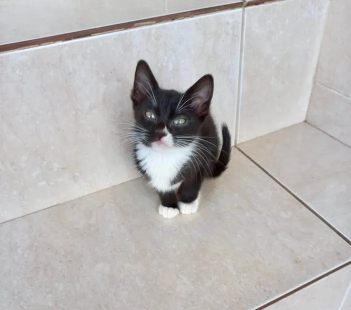 Gato ra a SRD-ViraLata idade 2 a 6 meses nome Pompom bb2meses 