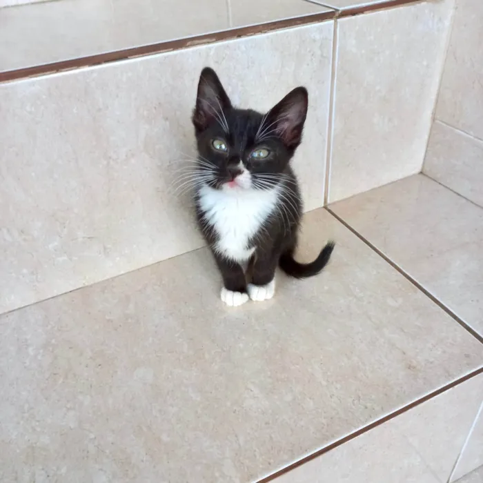 Gato ra a SRD-ViraLata idade 2 a 6 meses nome Pompom bb2meses 
