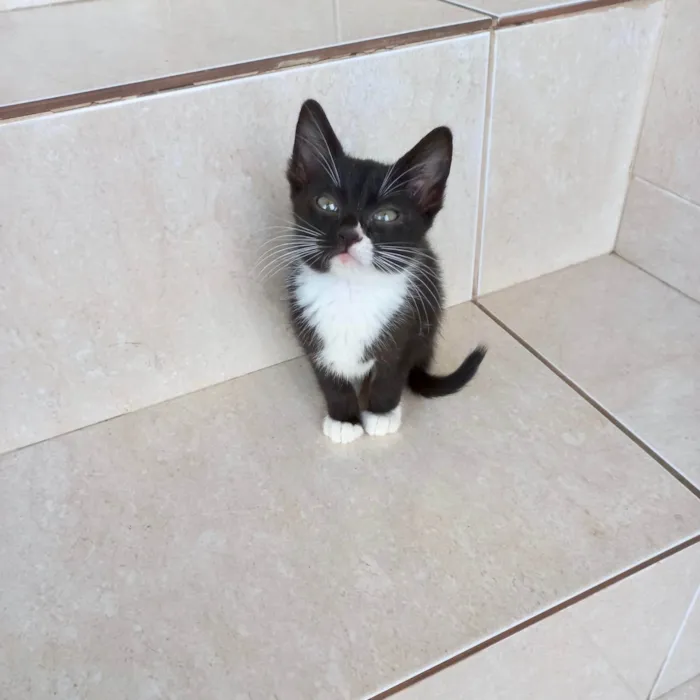 Gato ra a SRD-ViraLata idade 2 a 6 meses nome Pompom bb2meses 