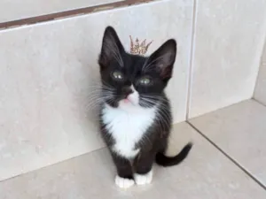 Gato raça SRD-ViraLata idade 2 a 6 meses nome Pompom bb2meses 