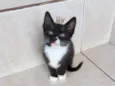 Pompom bb2meses