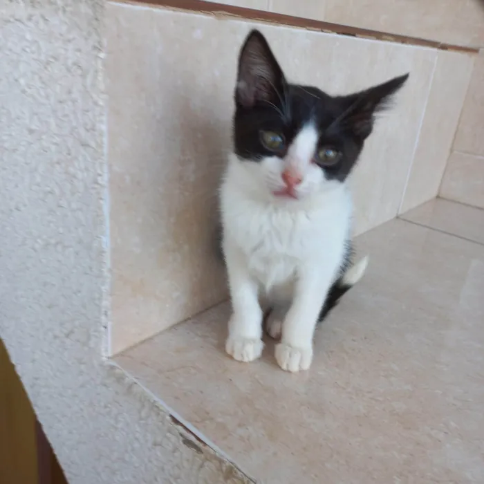 Gato ra a SRD-ViraLata idade 2 a 6 meses nome Isabela bb2meses Linda 
