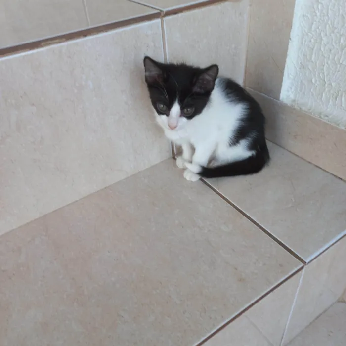 Gato ra a SRD-ViraLata idade 2 a 6 meses nome Isabela bb2meses Linda 