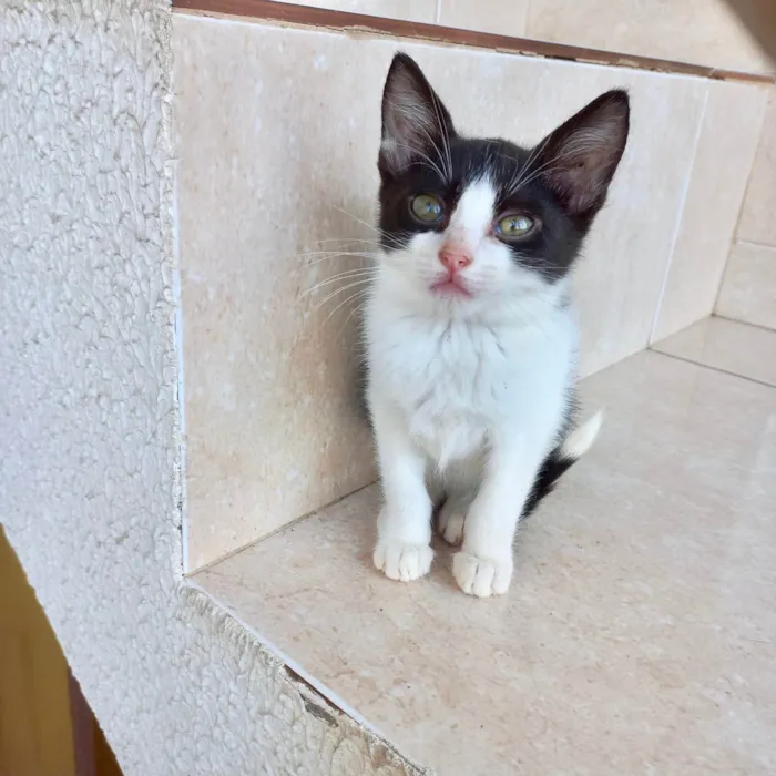 Gato ra a SRD-ViraLata idade 2 a 6 meses nome Isabela bb2meses Linda 