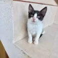 Isabela bb2meses Linda