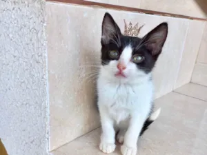 Gato raça SRD-ViraLata idade 2 a 6 meses nome Isabela bb2meses Linda 
