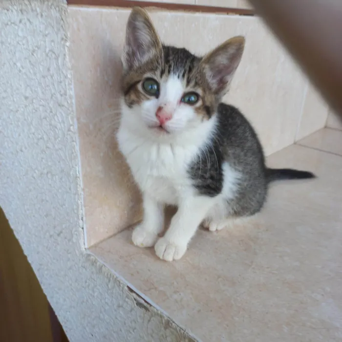 Gato ra a SRD-ViraLata idade 2 a 6 meses nome Juliette  bb2meses