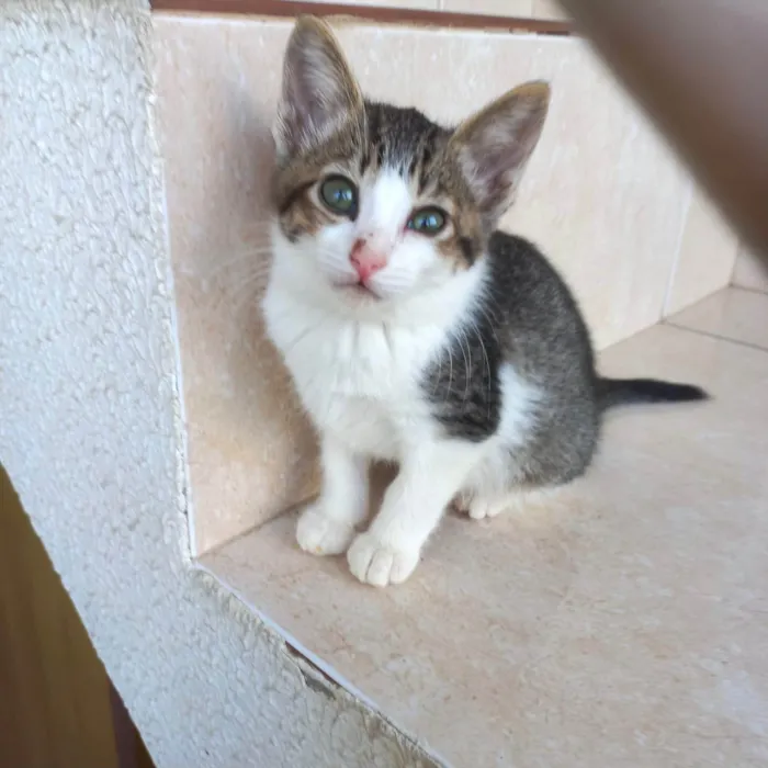 Gato ra a SRD-ViraLata idade 2 a 6 meses nome Juliette  bb2meses