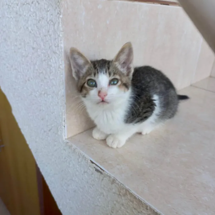Gato ra a SRD-ViraLata idade 2 a 6 meses nome Juliette  bb2meses